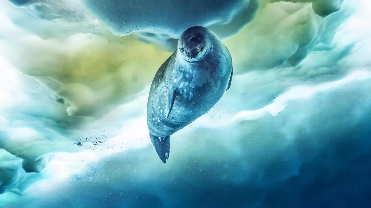 © BBC UNE PLANÈTE, DEUX MONDES SAUVAGES