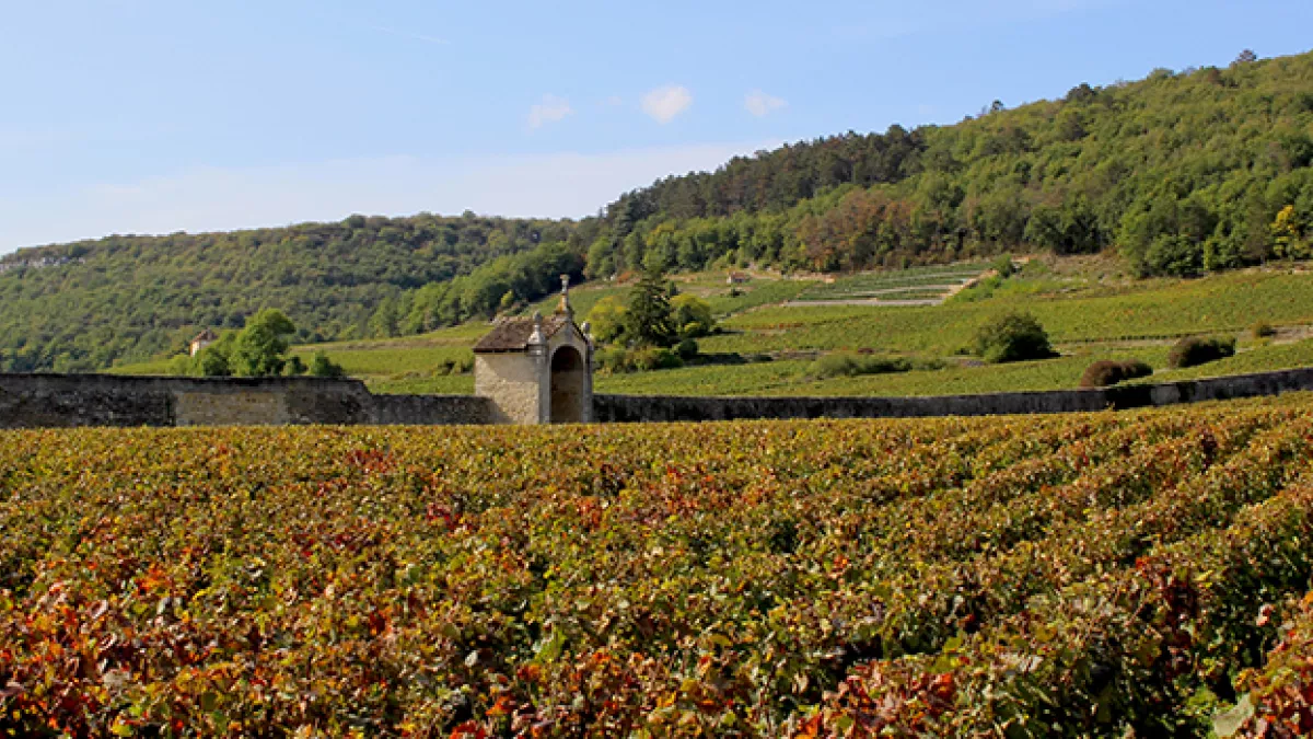 Gevrey-Chambertin © Xavier Massip Saint-Vincent Tournante 2020