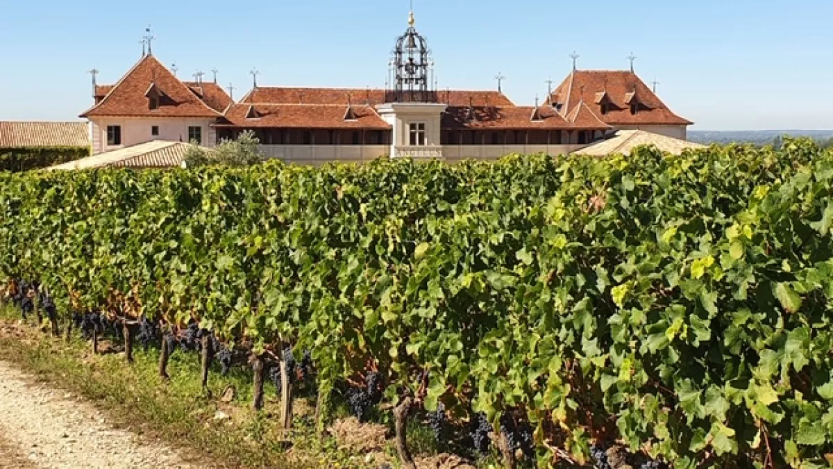 Bis à Saint-Emilion - Château Angélus Bis à Saint-Emilion - Château Angélus
