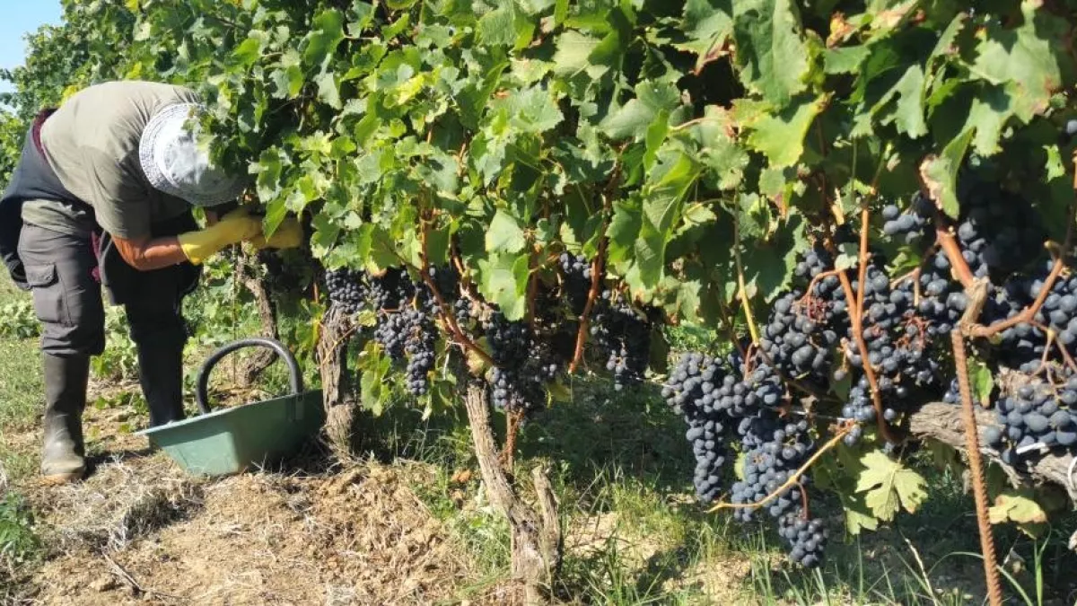 vendanges précoces vendanges précoces