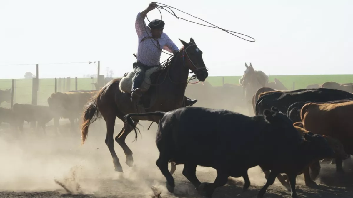 Gaucho Basko Gaucho Basko