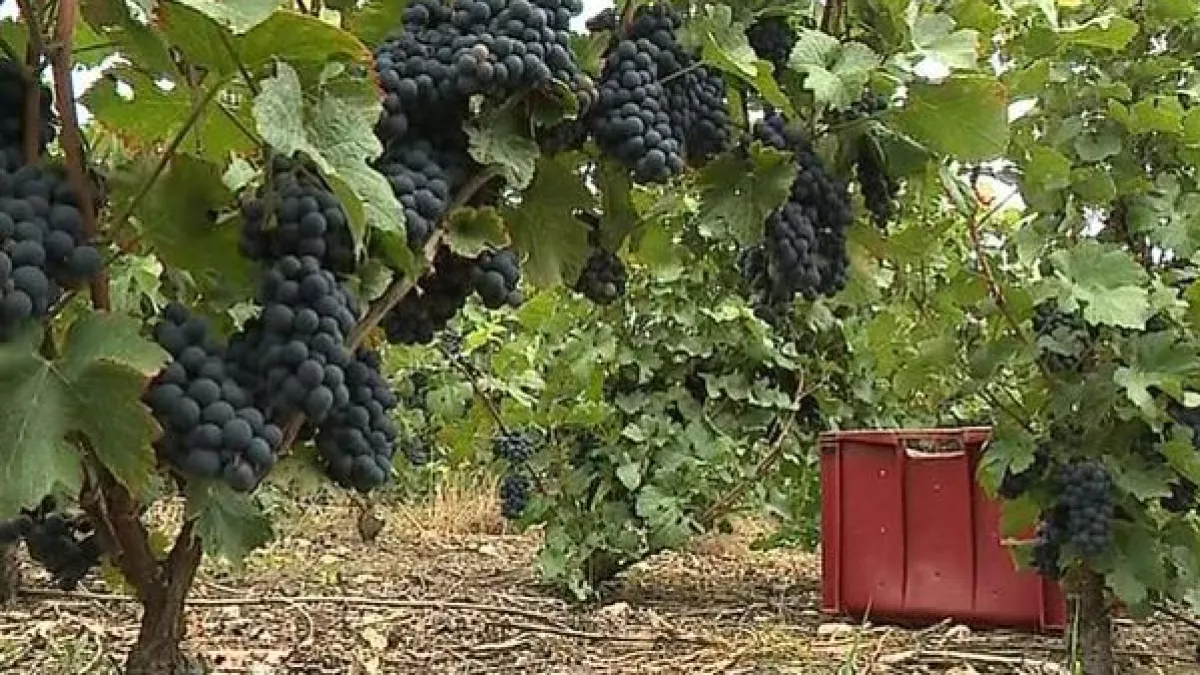 Vigne en Ile-de-France