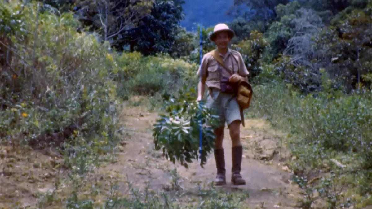 les chemins de l'histoire les racines des plantes