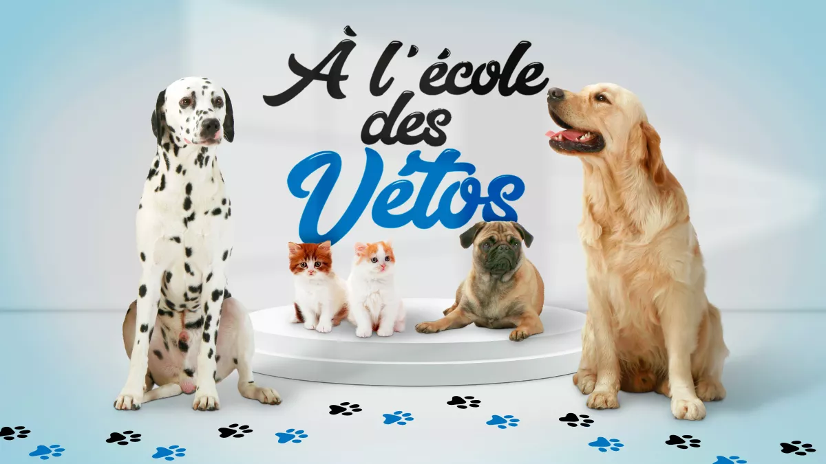 À l'école des vétos
