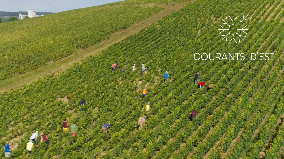Courants d'Est - A la croisée des Champagnes auboises - SOURCE FTV Courants d'Est - A la croisée des Champagnes auboises - SOURCE FTV