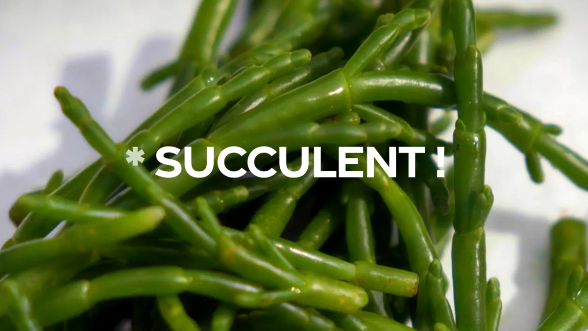 Succulent ! - La salicorne - CREDIT FTV Succulent ! - La salicorne - CREDIT FTV