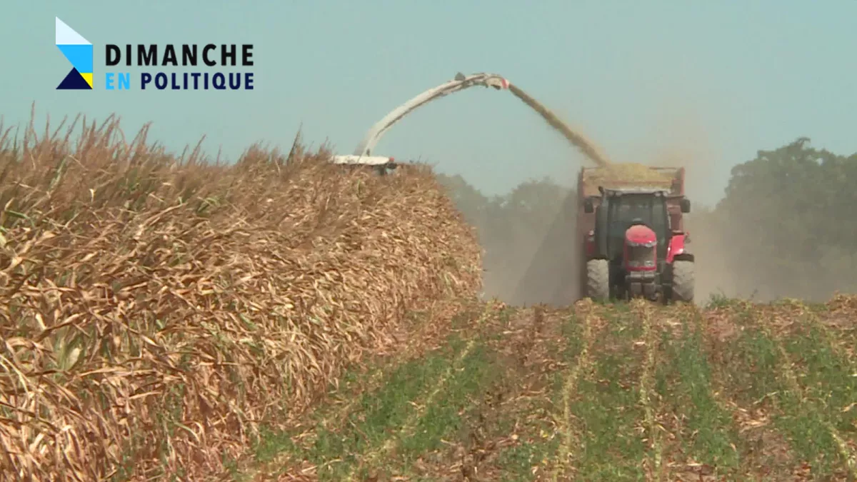 Risques de sécheresse en Lorraine © France Télévisions Tracteur qui ramasse du blé lors de la sécheresse