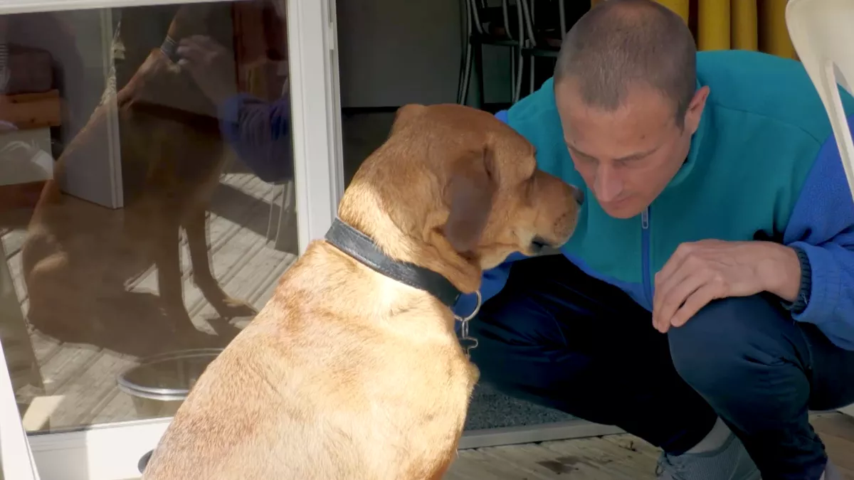 comme un chien en cage
