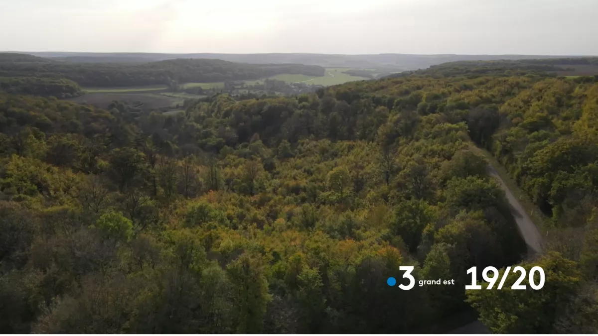 19/20 France 3 Champagne-Ardenne en direct du Parc national de forêts à Auberive en Haute-Marne