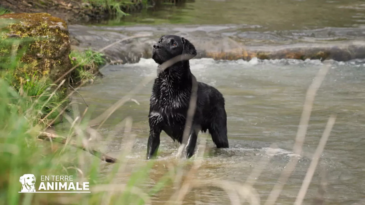 Chien d'assistance se baignant
