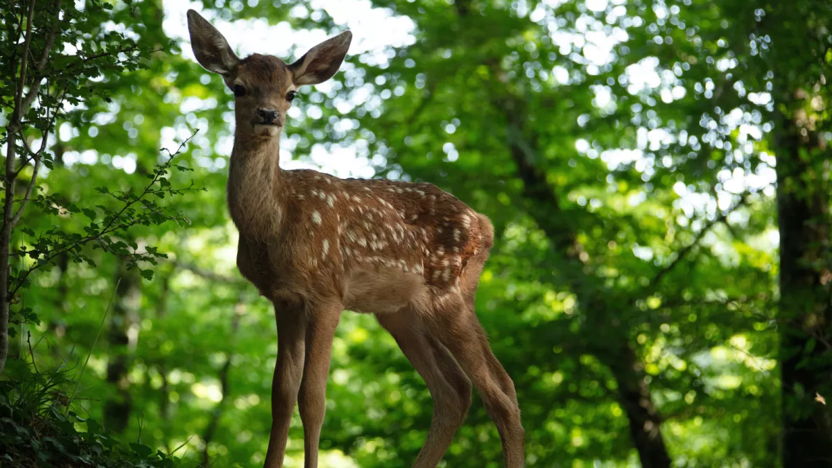 Bambi Bambi