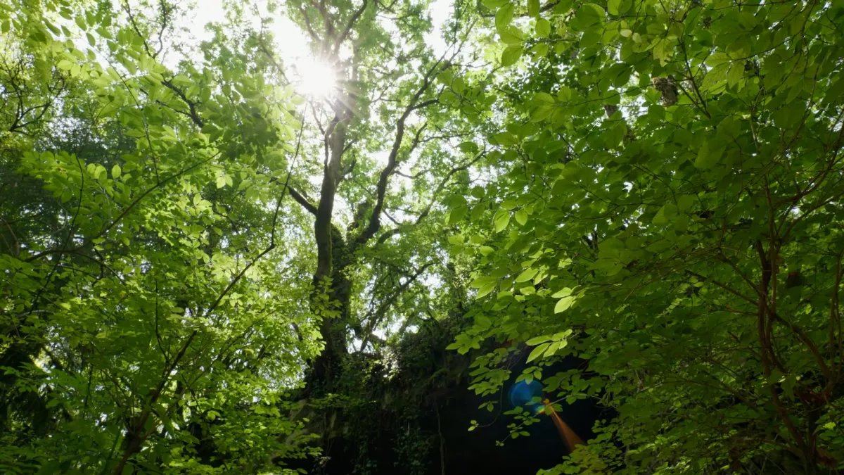 Incroyables plantes Forêt en Dordogne
