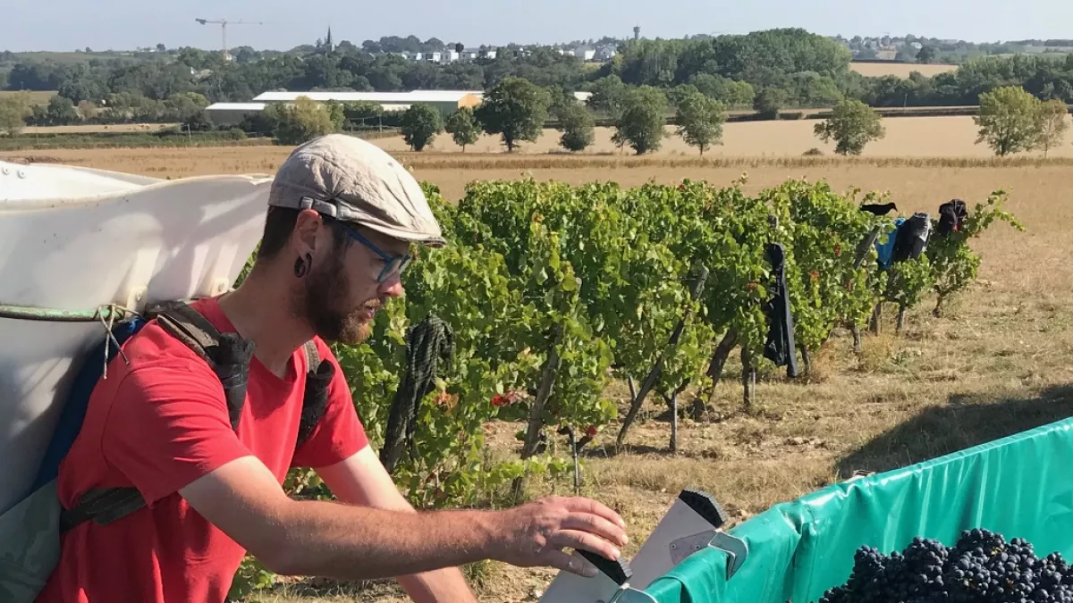 Vendanges - Enquêtes de région