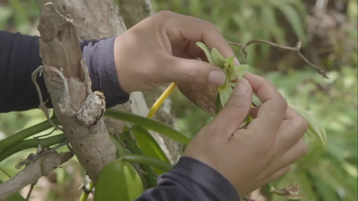 Réunion, les nouvelles sœurs vanille C’est certes à un homme que l’on doit d’avoir eu l’idée du geste permettant de féconder la fleur de vanille… mais, de l’avis de tous, ce sont les femmes qui savent le mieux l’effectuer !