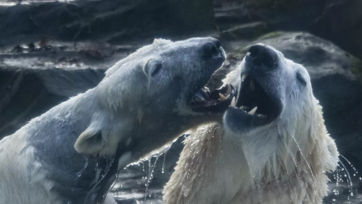 Une saison au ZOO