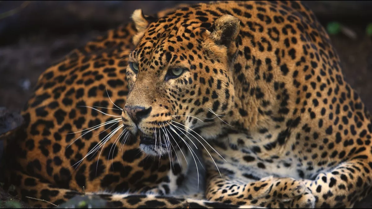 © 13 Prods Guyane, vivre avec le jaguar