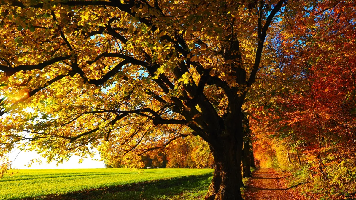 arbres