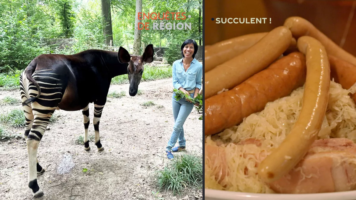 Enquêtes de région, Sylvie Malal, plumes et poils - Succulent, choucroute Enquêtes de région, Sylvie Malal, plumes et poils - Succulent "choucroute"