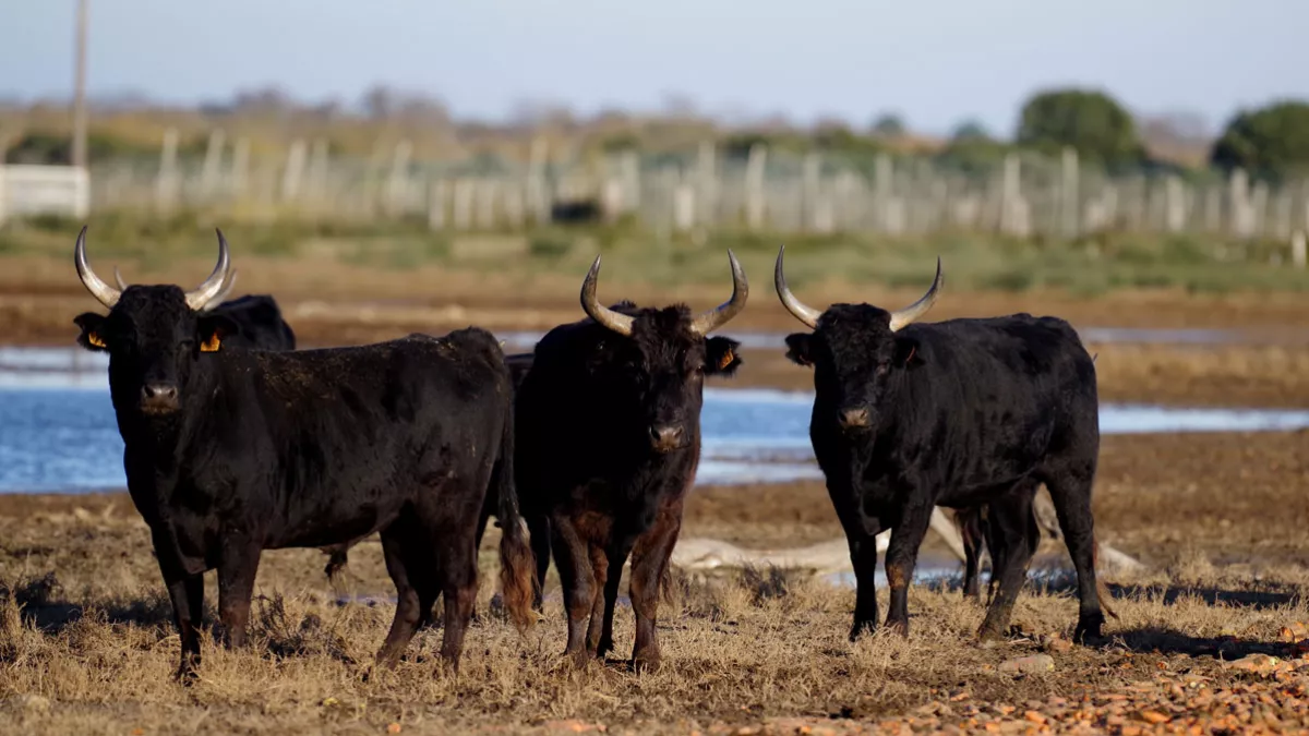 ETA en camargue Trois taureaux noirs