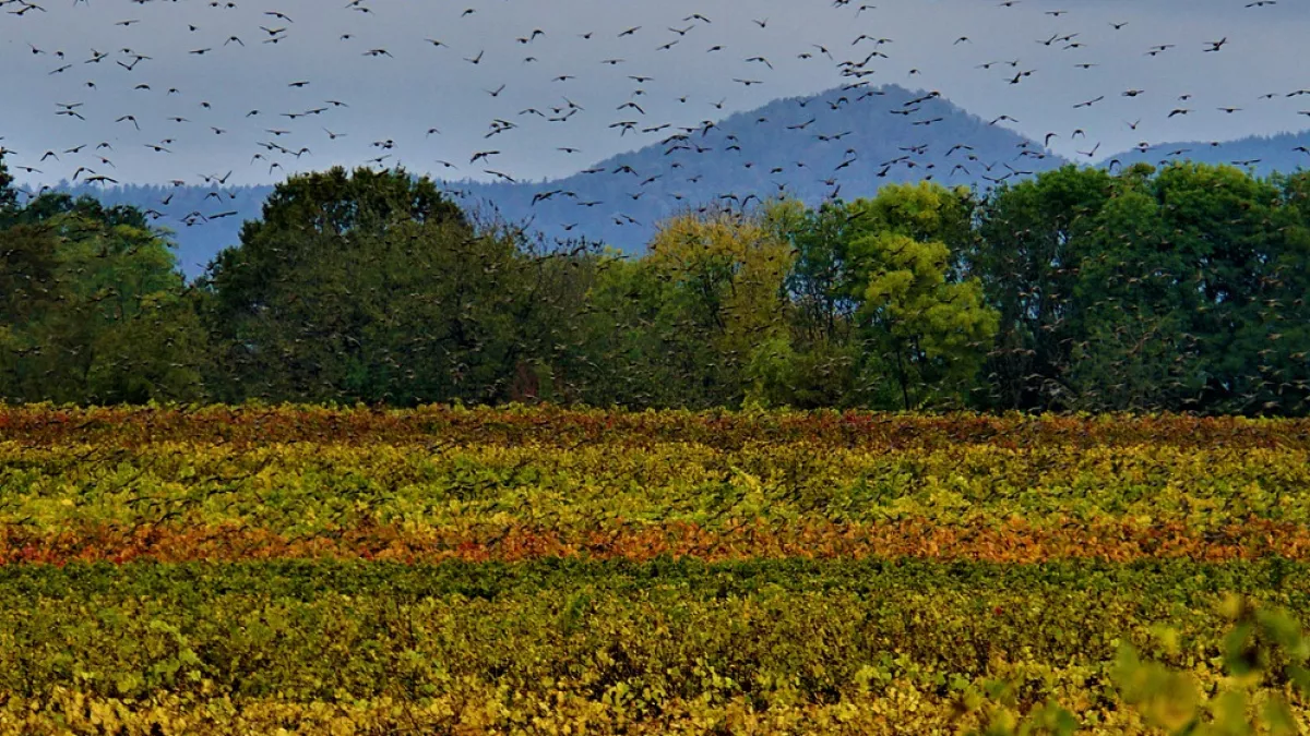 Biodiversité DEP CA 05/12