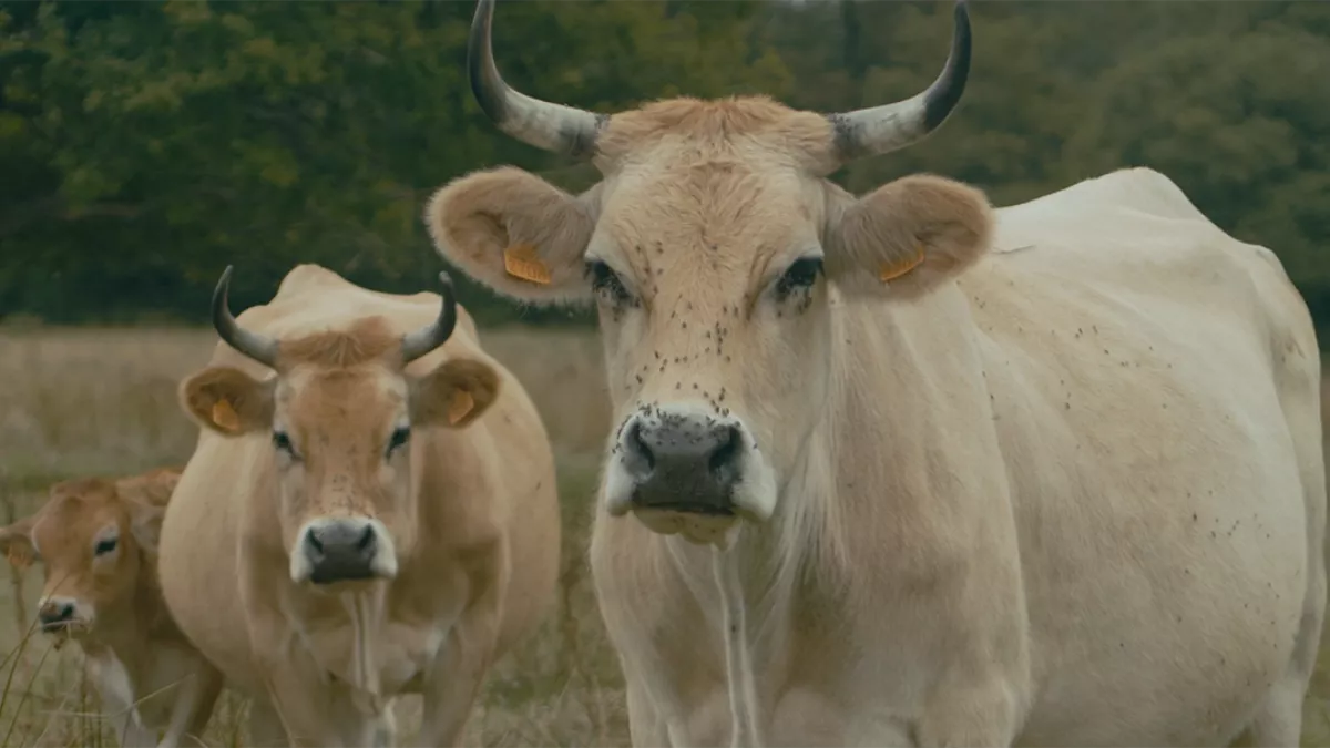Revoir nos petites vaches
