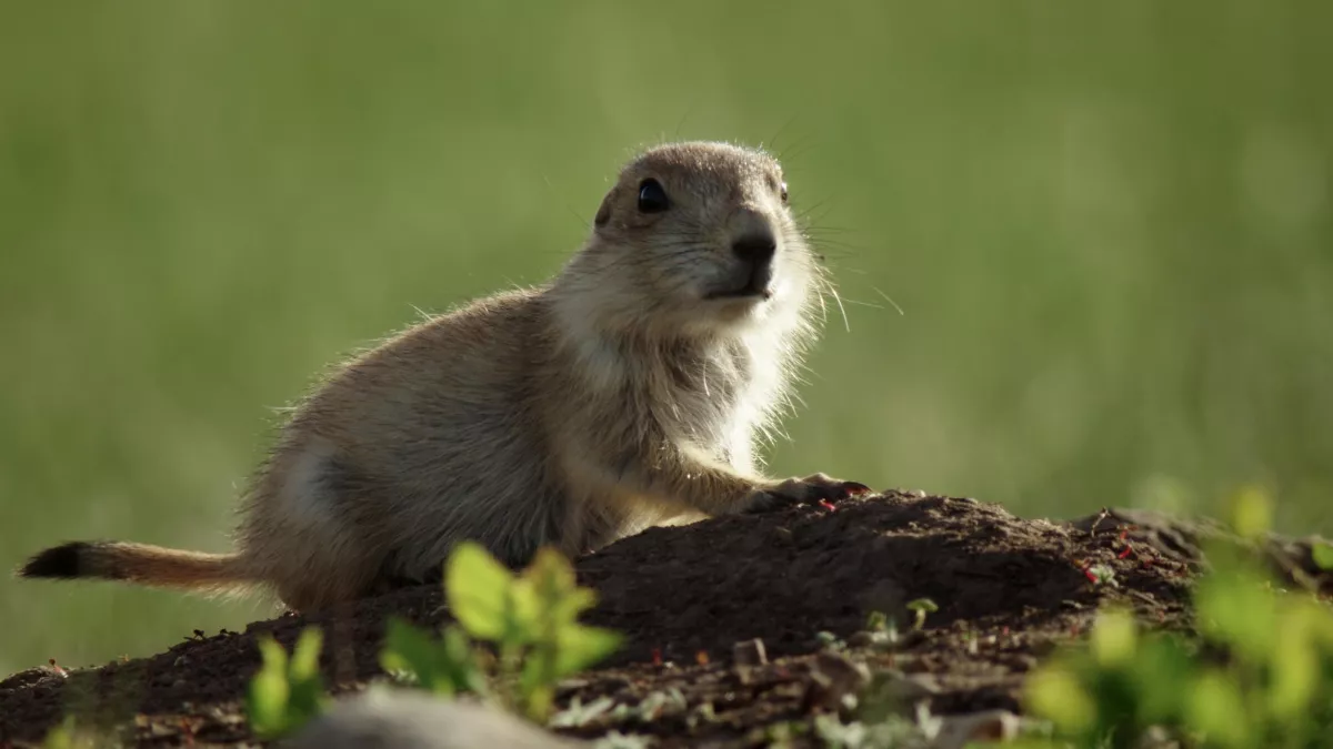 Il était une fois dans la prairie © Kwanza Il était une fois dans la prairie © Kwanza