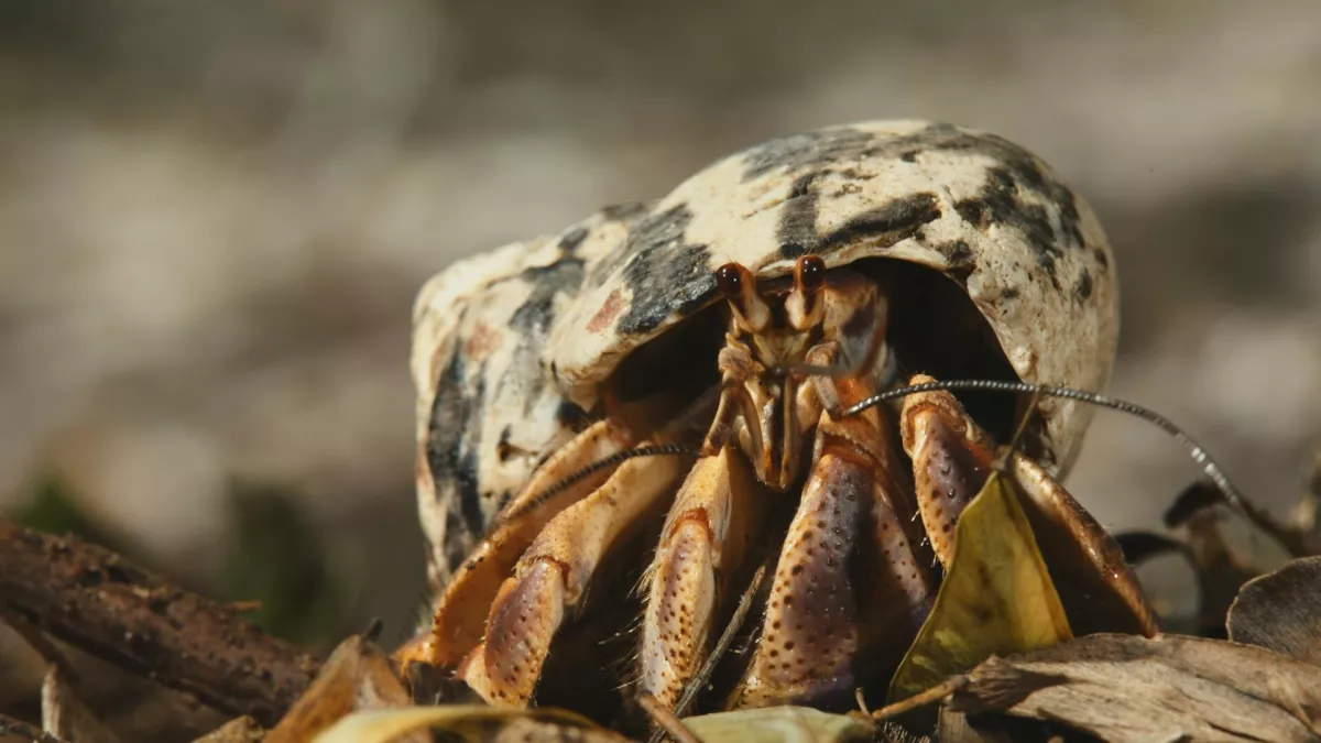 Bernard-l'ermite, une épopée sur la terre ferme