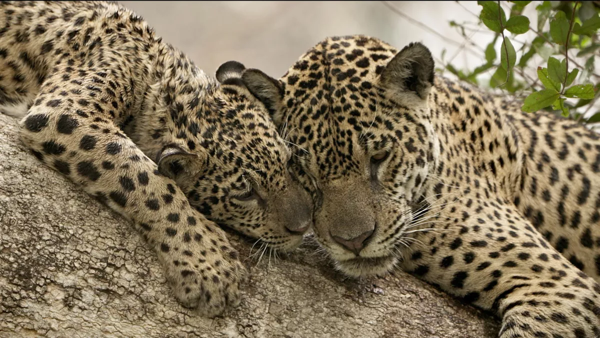 © PERNEL MEDIA Au nom des jaguars