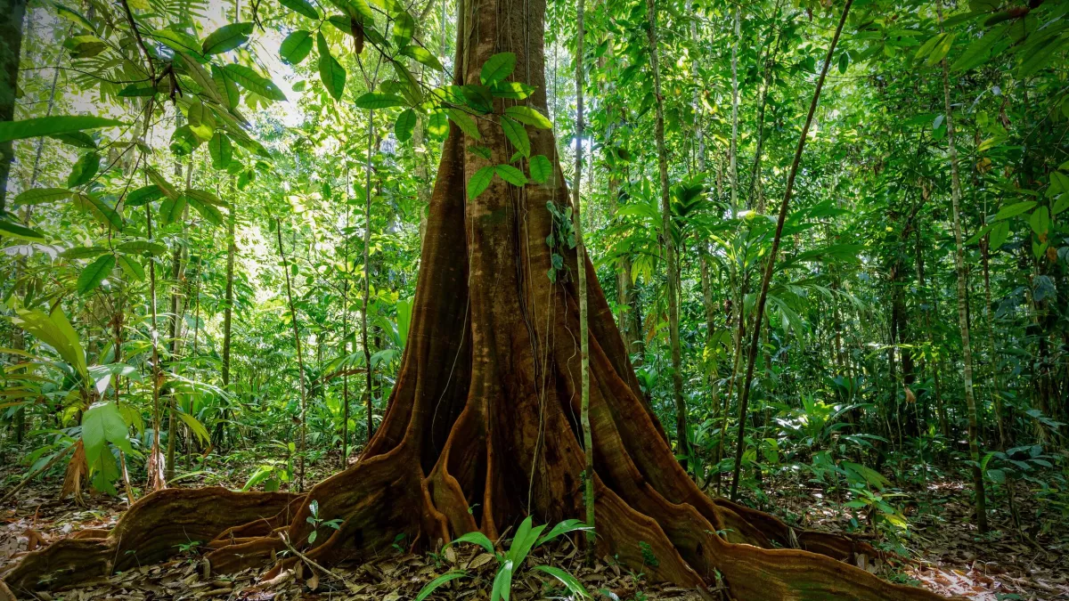 © Windfall Films Ltd Le monde secret des forêts