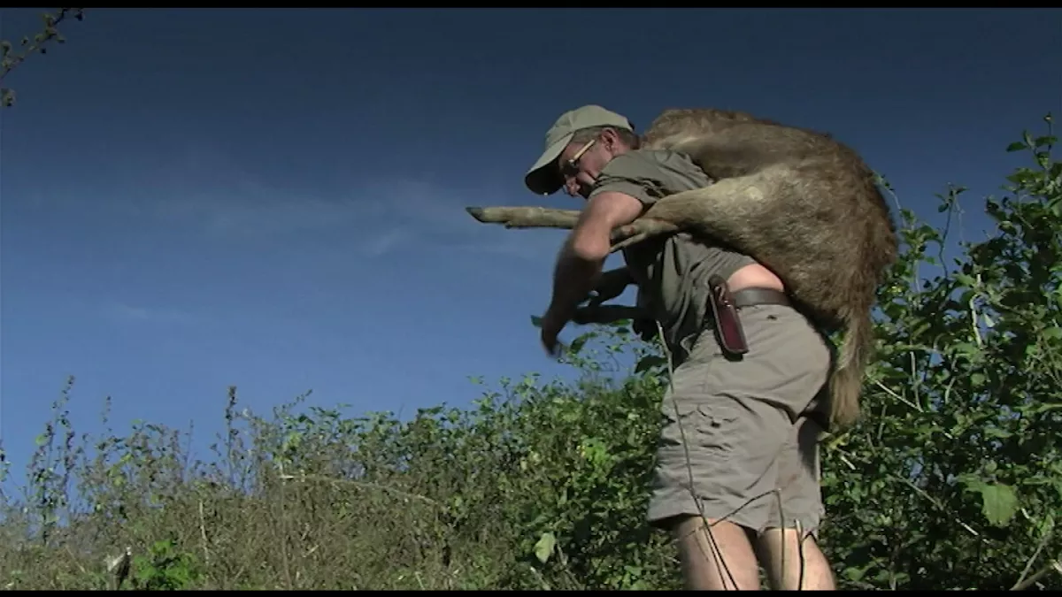 pick-up et coup de chasse