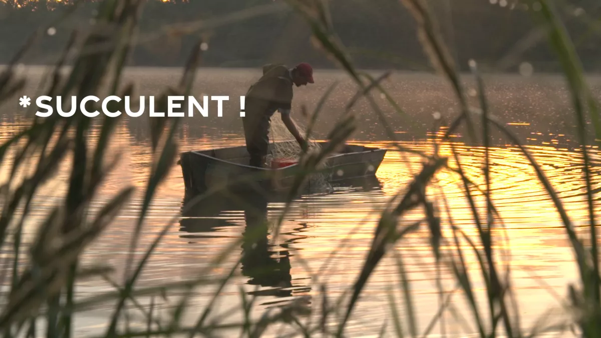 Succulent ! - Les poissons du Rhin - CREDIT FTV pêcheur professionnel dans une barque au soleil levant