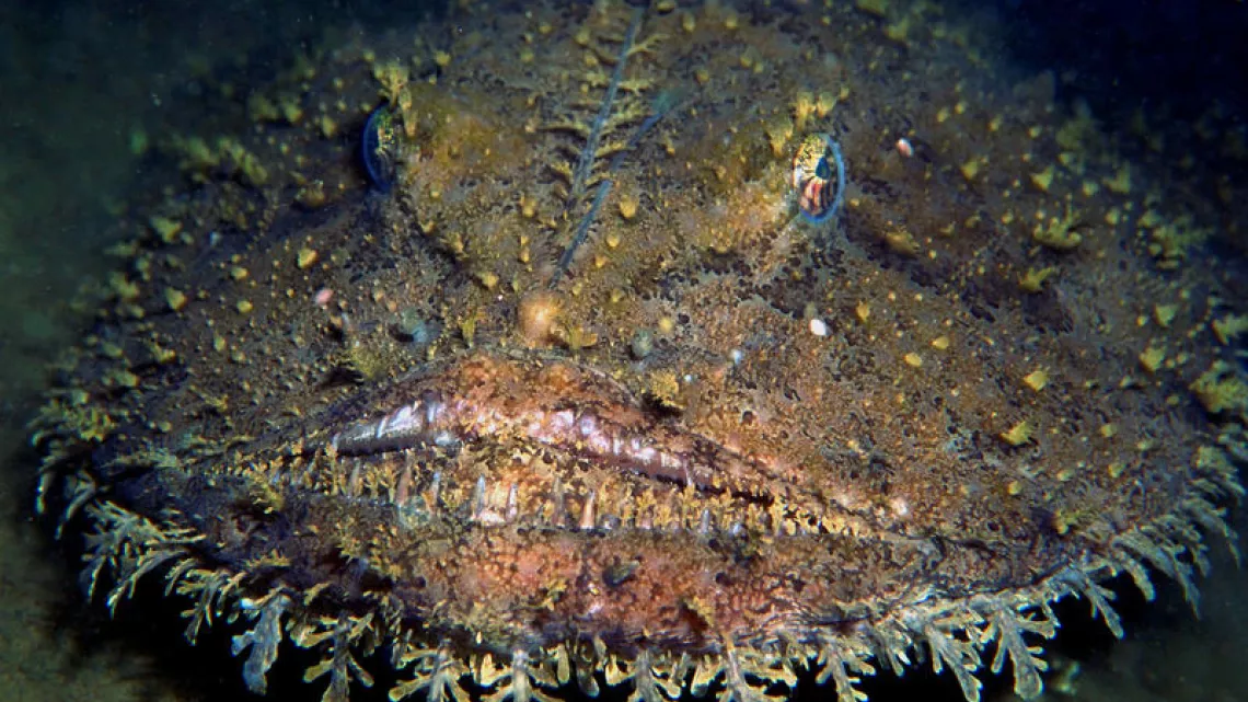 SPLENDEURS DE LA MER DU NORD