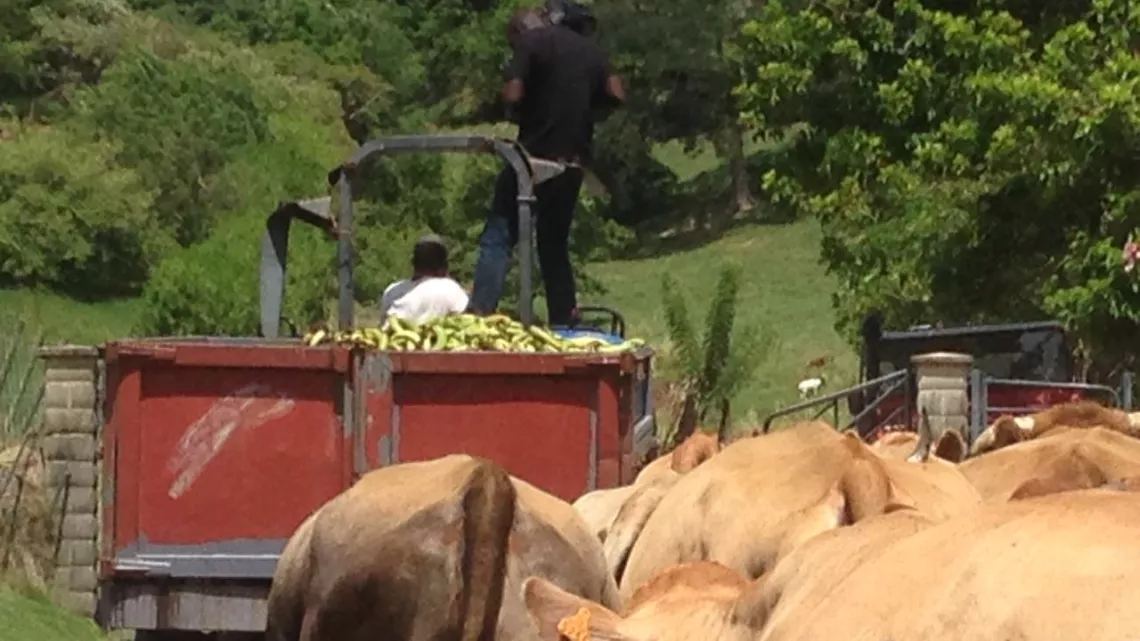 Tournage Place Publique sur la viande bovine en Martinique 