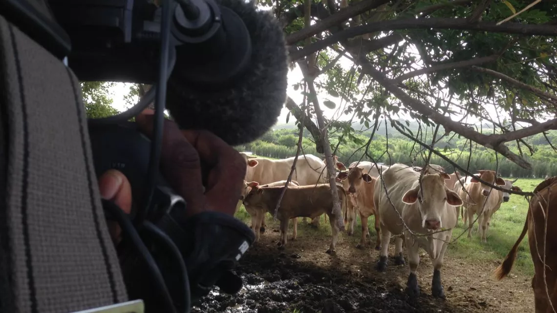 Tournage Place Publique sur la viande bovine en Martinique 