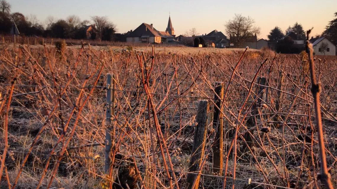 Les vignes de Mercurey