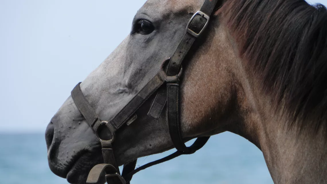 Galop sur le Tombolo 