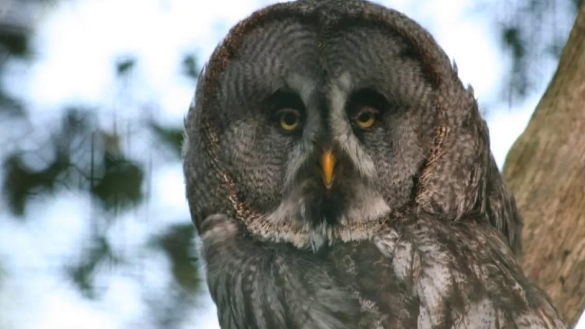 Chouette Lapone - © Parc animalier de Sainte-Croix