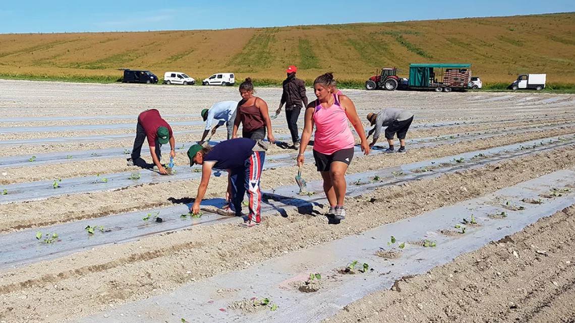 Plantation de melons