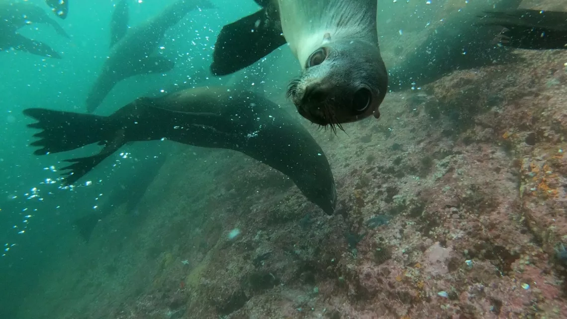 L'AVENTURE CONTINUE AVEC CELINE COUSTEAU
