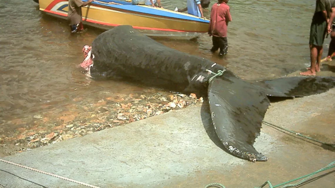 Quand passent les baleines