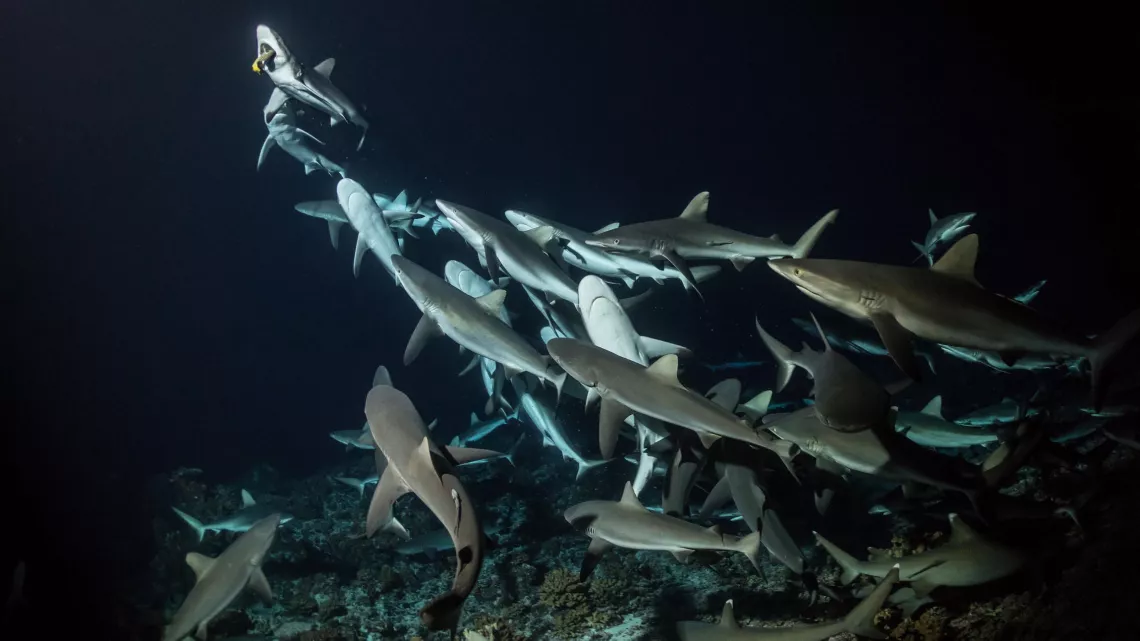 L'ATOLL AUX 700 REQUINS
