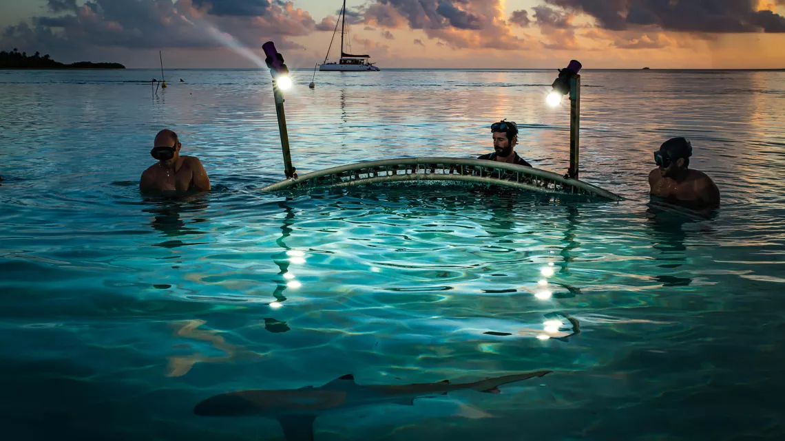 L'ATOLL AUX 700 REQUINS