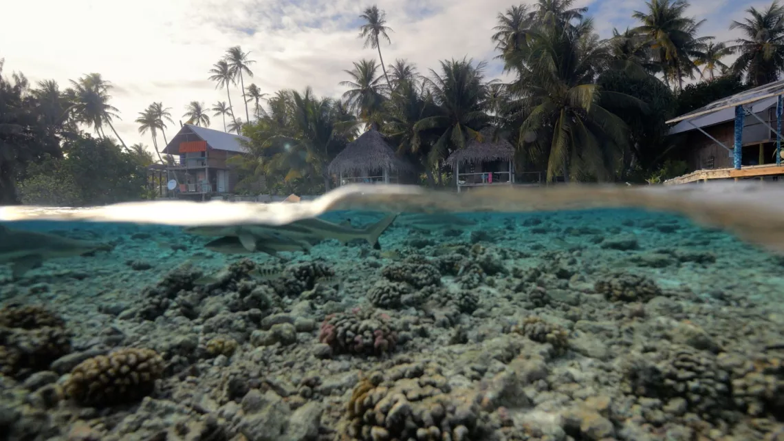 L'ATOLL AUX 700 REQUINS