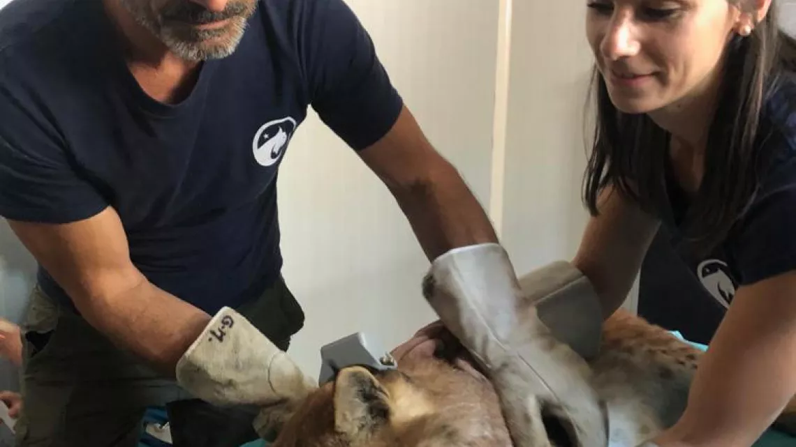 SUR LE FRONT DES ANIMAUX MENACÉS