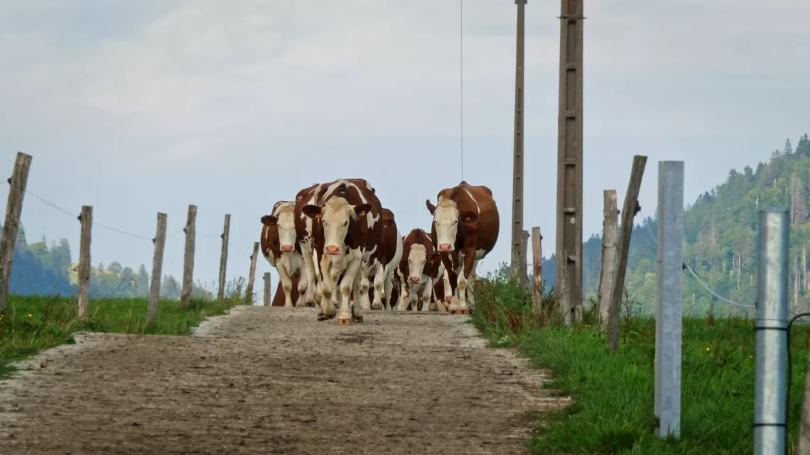 Oh la vache !