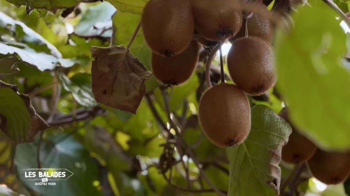 Les Balades de goûtez voir / kiwis