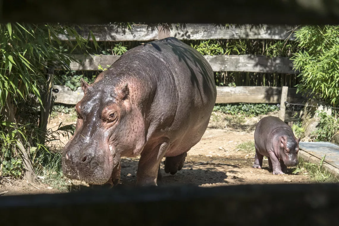 UNE SAISON AU ZOO