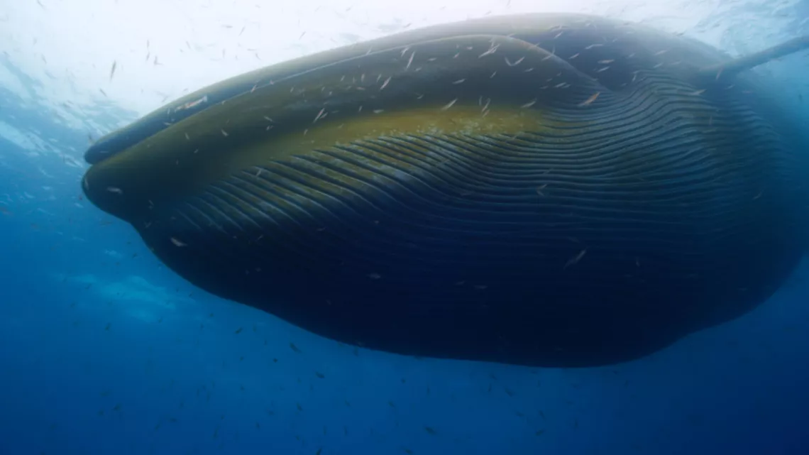 © BBC UNE PLANÈTE, DEUX MONDES SAUVAGES