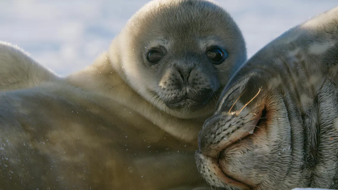 © BBC UNE PLANÈTE, DEUX MONDES SAUVAGES