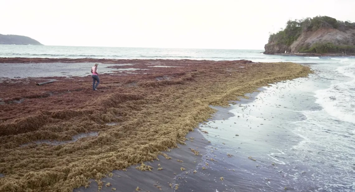 Documentaire : Caraïbes, sur la route des sargasses